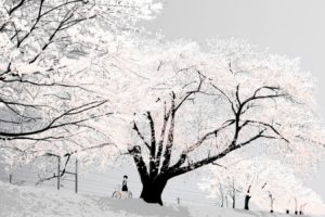 trees, Snow