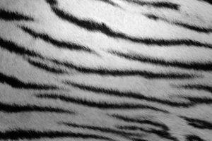 fur, Textures, Zebra, Stripes