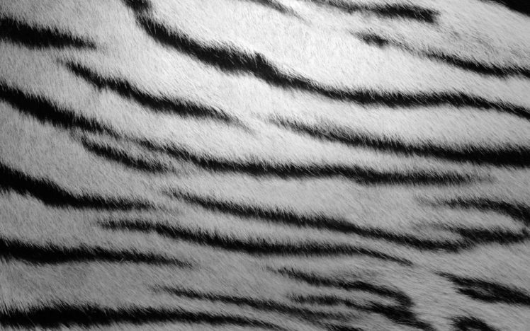 fur, Textures, Zebra, Stripes HD Wallpaper Desktop Background