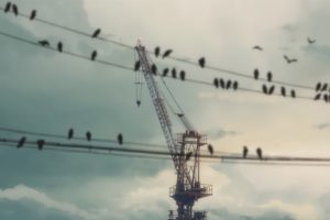 birds, Wire, 5 Centimeters Per Second