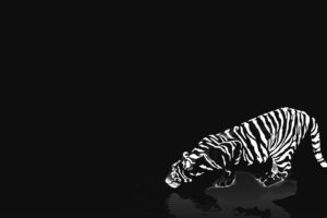 cats, Animals, Tigers, White, Tiger, Reflections, Black, Background