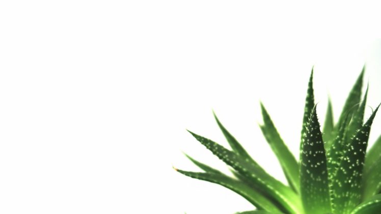 nature, Minimalistic, Plants, Macro, Simple, White, Background, Succulents HD Wallpaper Desktop Background