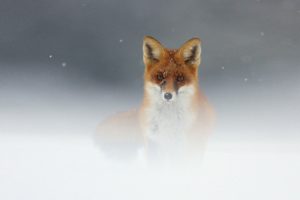 snow, Red, Animals, Wildlife, Fog, Mist, Foxes