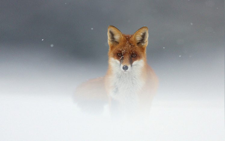 snow, Red, Animals, Wildlife, Fog, Mist, Foxes HD Wallpaper Desktop Background