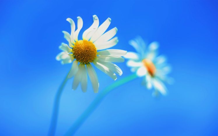 minimalistic, Flowers, Digital, Art, Windows, 8, Blue, Background HD Wallpaper Desktop Background