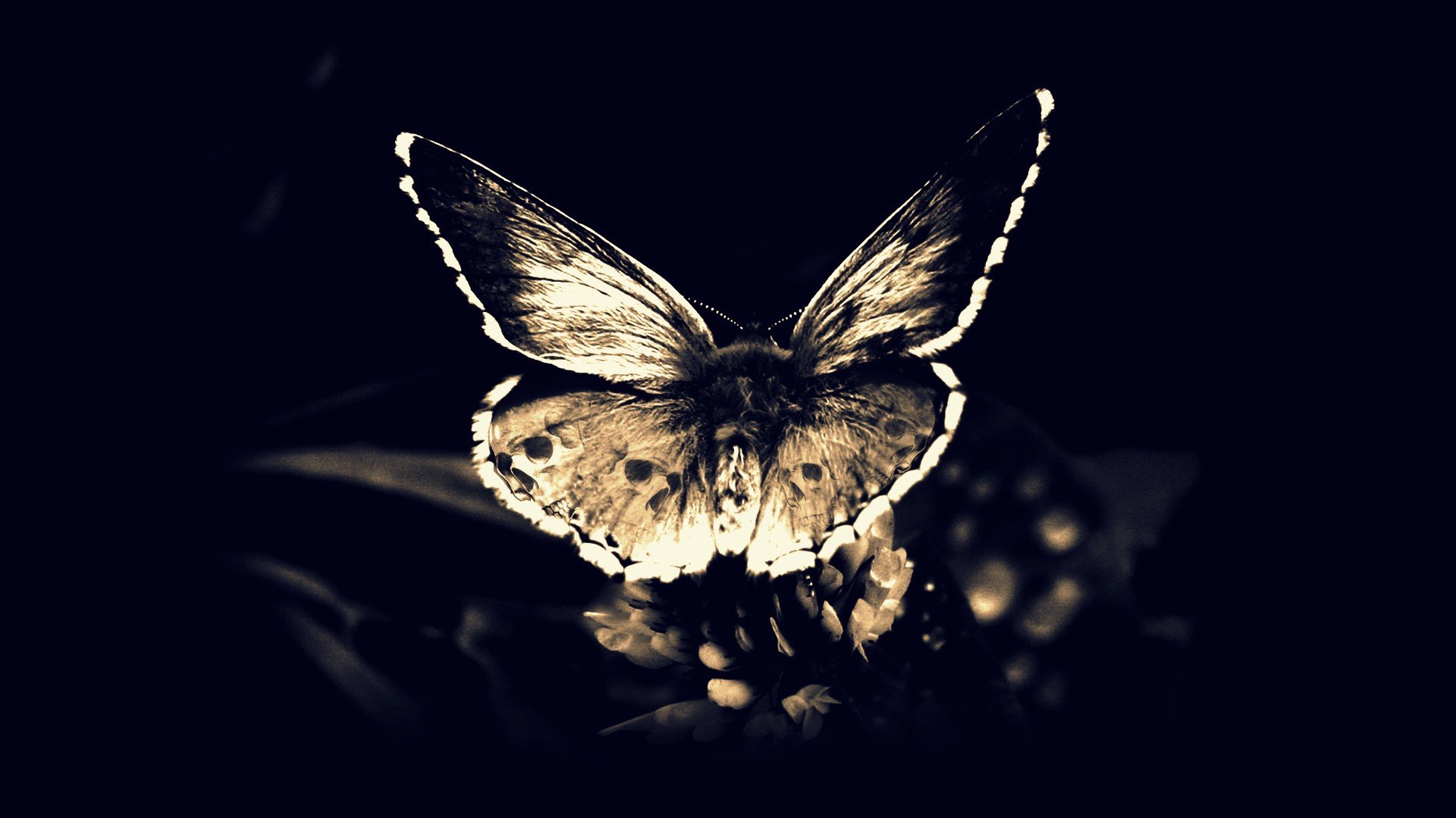 skulls, Death, Fly, Gothic, Darkness, Moths, Butterfly, Wings