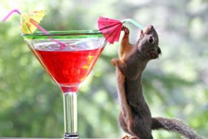 red, Animals, Squirrels, Cocktail, Drinks, Drinking, Blurred, Background