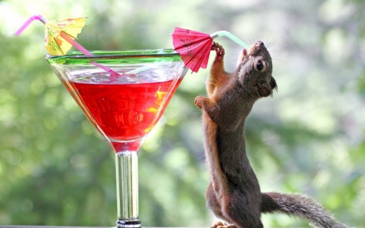 red, Animals, Squirrels, Cocktail, Drinks, Drinking, Blurred, Background HD Wallpaper Desktop Background
