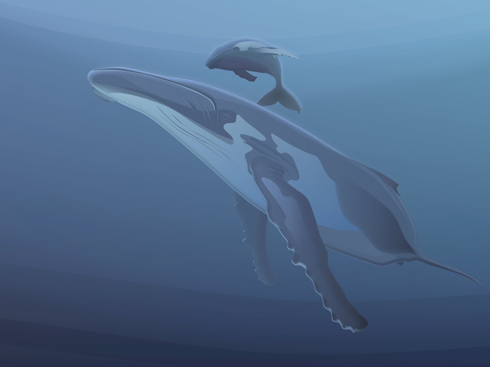 vectors, Whales Wallpaper