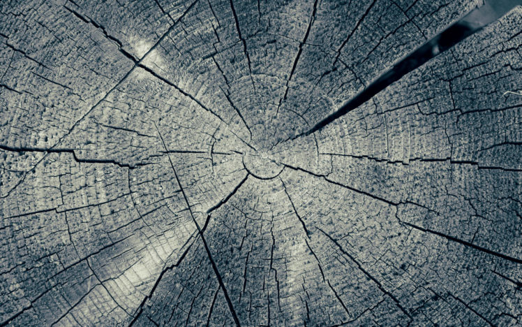 wood, Rings, Trunk, Trees HD Wallpaper Desktop Background