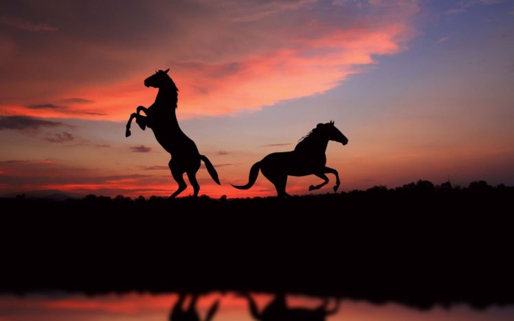 horses, In, The, Shade HD Wallpaper Desktop Background