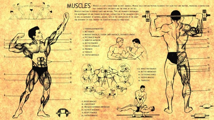 anatomy, Human, Muscles, Bodybuilding, Scheme, Training, Body, Health HD Wallpaper Desktop Background