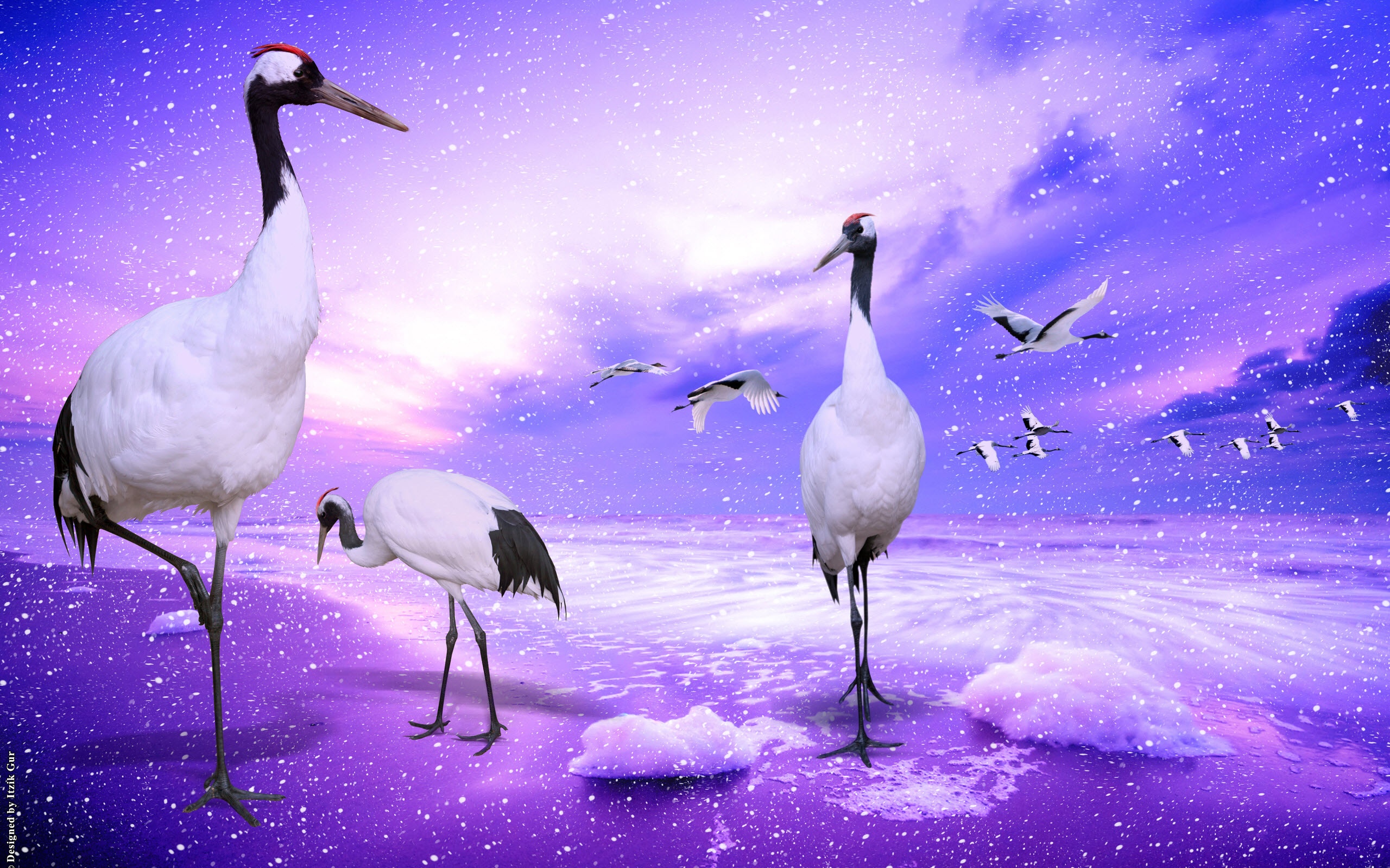 red, Crowned, Cranes, Japan Wallpaper