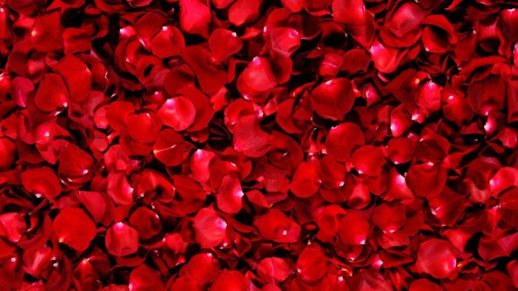petals, Beautiful, Roses, Petals, Red, Macro HD Wallpaper Desktop Background
