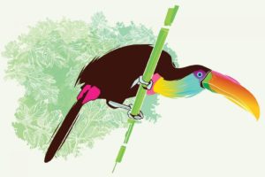 toucan, Vector, Parrot, Tropical