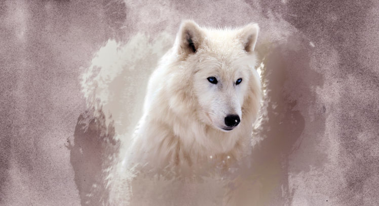 cg, Digital, Art, Manipulations, Animals, Predators, Wolf, Wolves HD Wallpaper Desktop Background