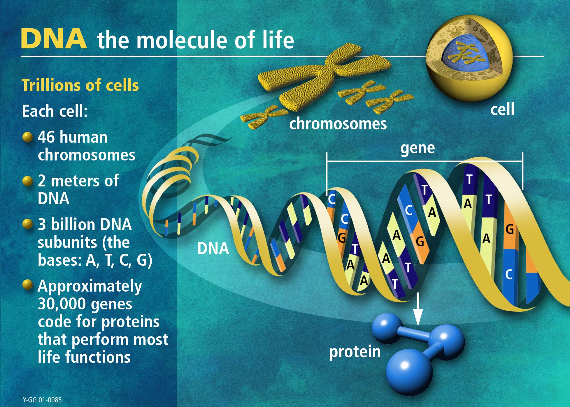 dna, 3 d, Structure, Molecule, Pattern, Abstraction, Genetic, Psychedelic Wallpaper