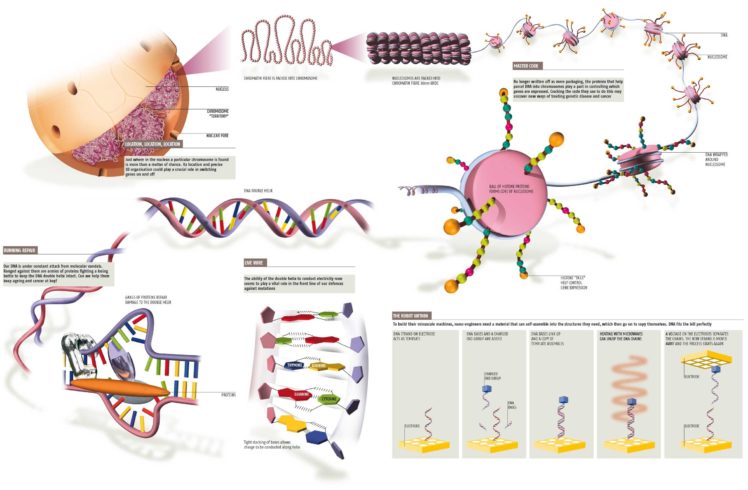 dna, 3 d, Structure, Molecule, Pattern, Abstraction, Genetic, Psychedelic HD Wallpaper Desktop Background