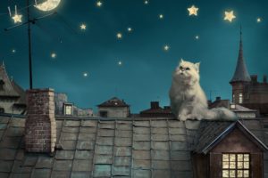 persian, White, Cat, Kitten, Fairytale, Fantasy, Roof, House, Sky, Night, Stars, Moon, Cities, Fantasy