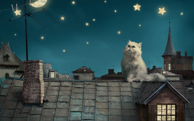 persian, White, Cat, Kitten, Fairytale, Fantasy, Roof, House, Sky, Night, Stars, Moon, Cities, Fantasy HD Wallpaper Desktop Background