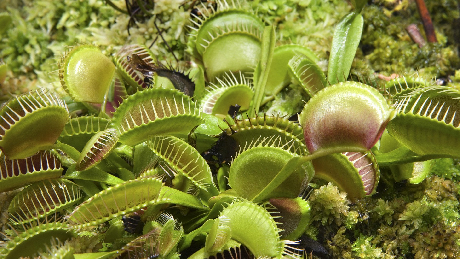 nature, Plants, Venus, Flytrap Wallpaper