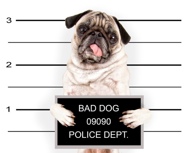 dogs, Pug, Glance, Animals, Puppy, Baby, Humor, Police, Funny, Sadic HD Wallpaper Desktop Background