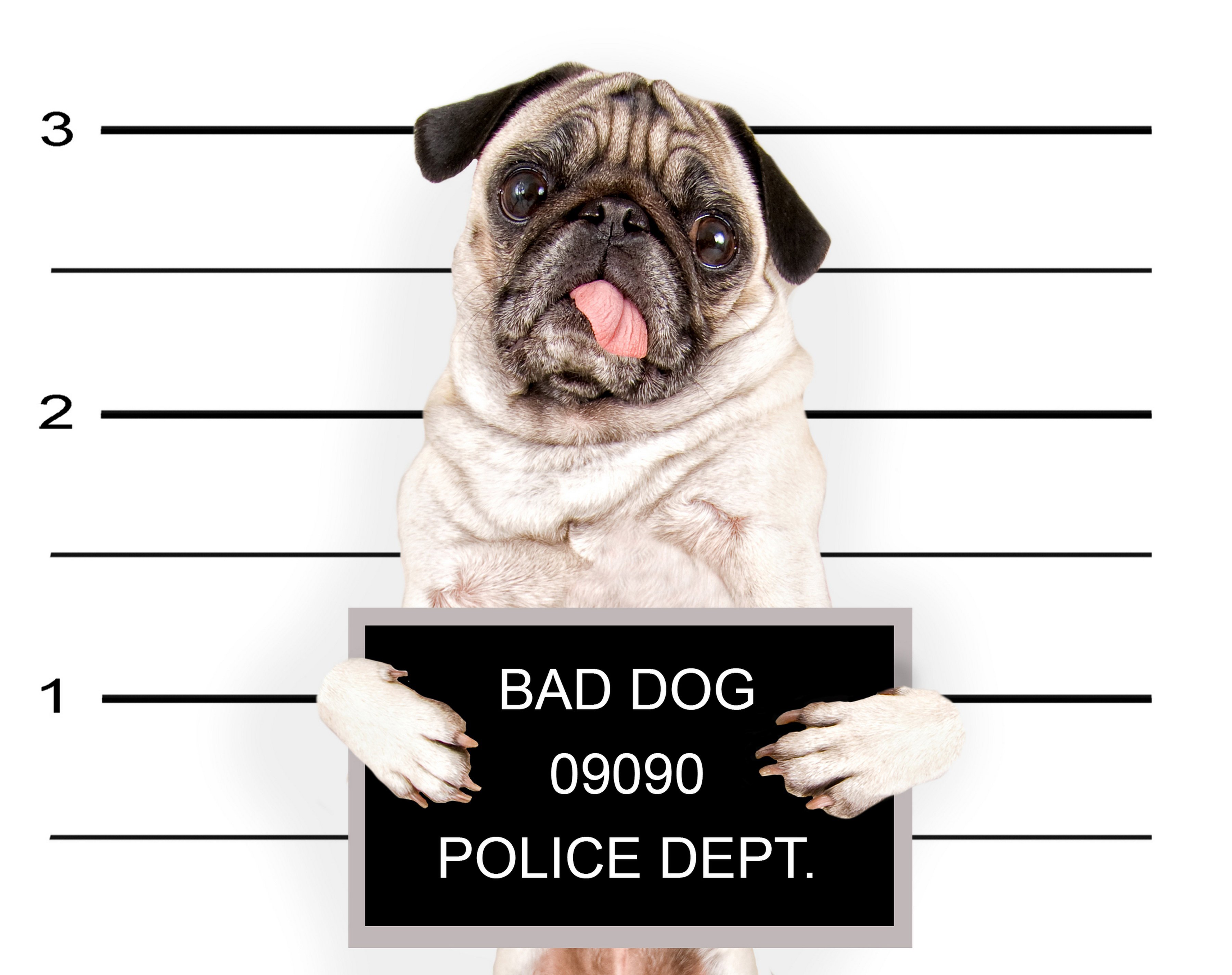 dogs, Pug, Glance, Animals, Puppy, Baby, Humor, Police, Funny, Sadic Wallpaper