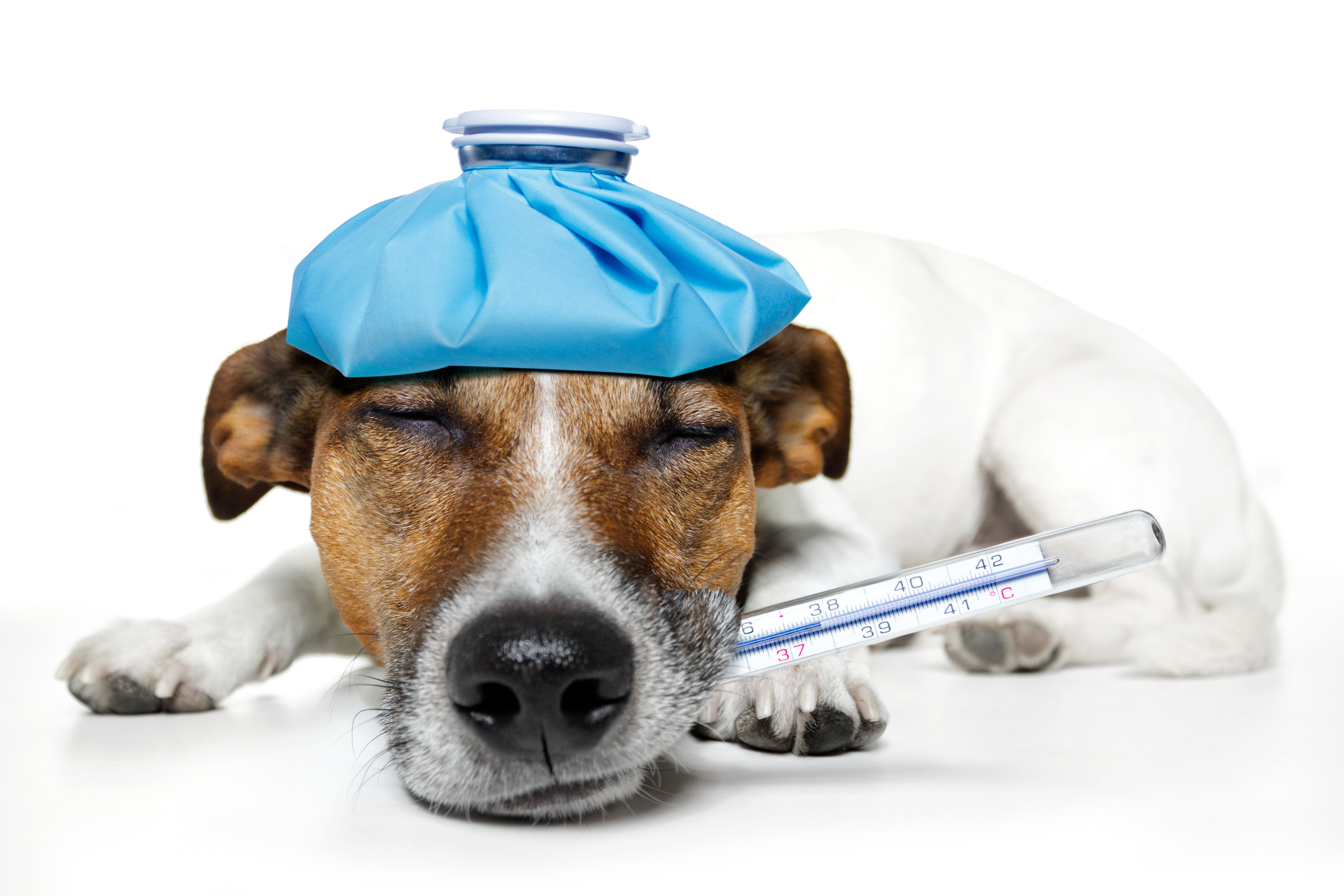 dogs, Sleep, Jack, Russell, Terrier, Animals, Medical, Humor, Funny, Situation Wallpaper