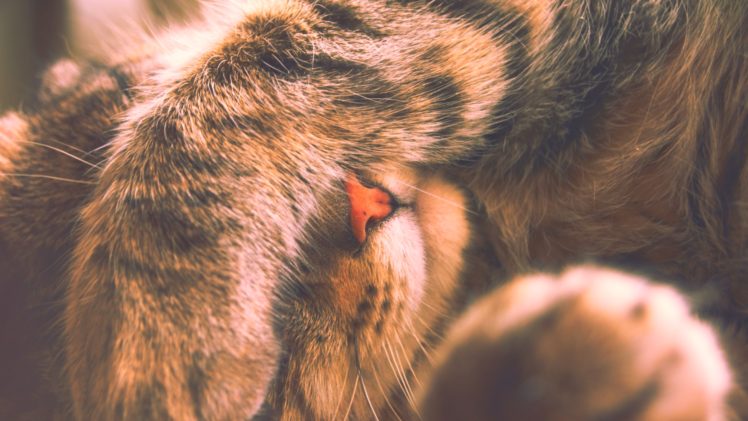 cat, Animals, Closeup, Depth of field HD Wallpaper Desktop Background