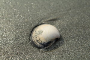 seashell, Sand, Beach