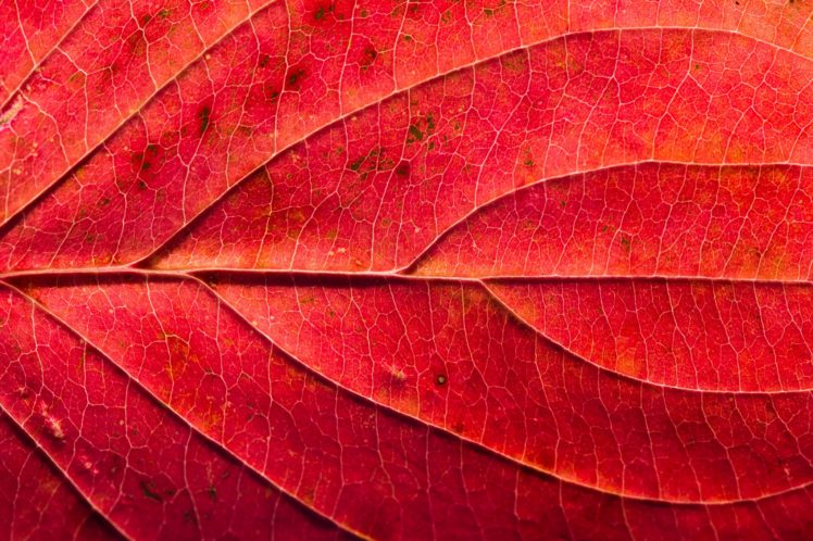 red, Macro, Leaves HD Wallpaper Desktop Background