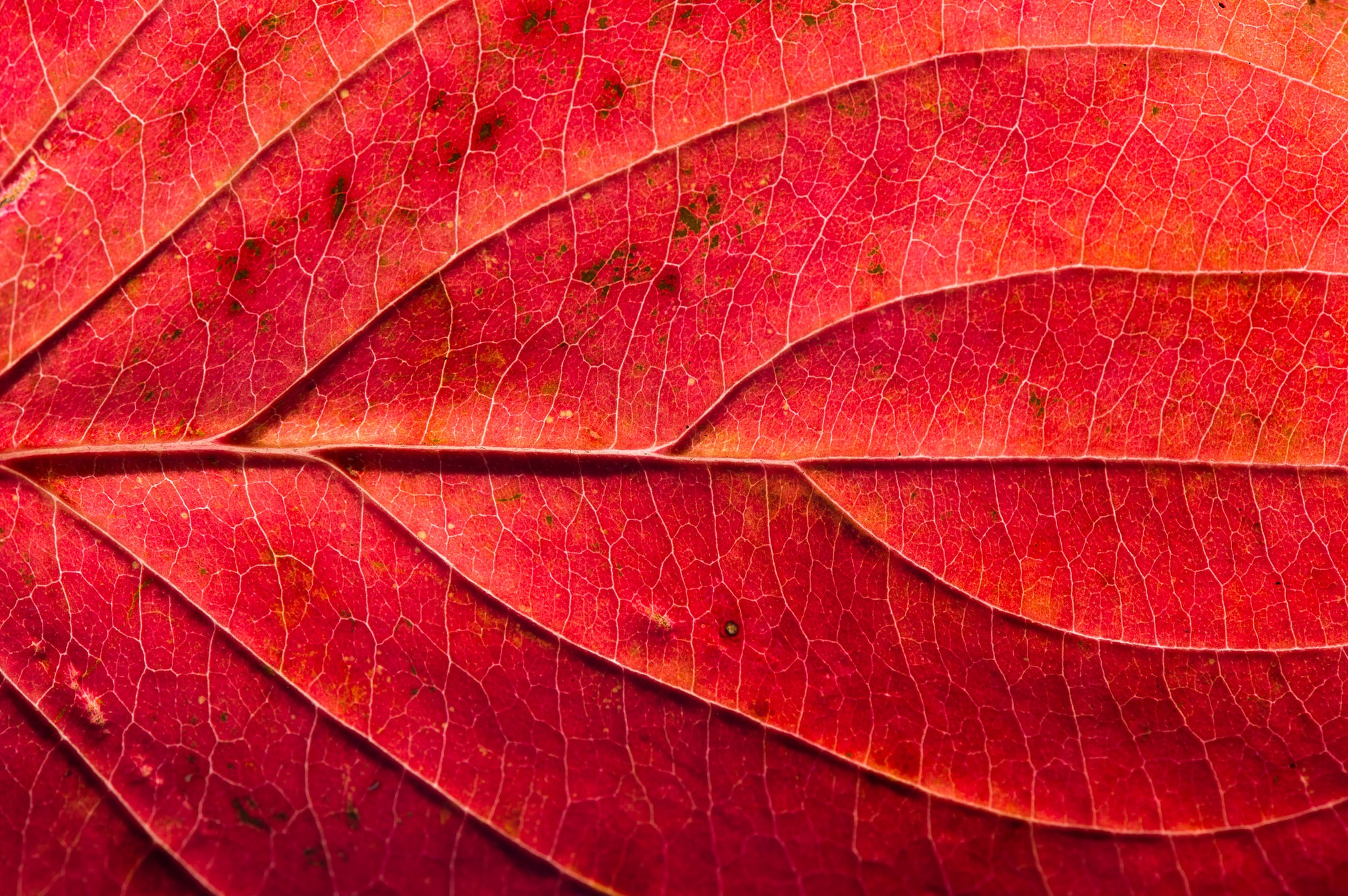 red, Macro, Leaves Wallpaper