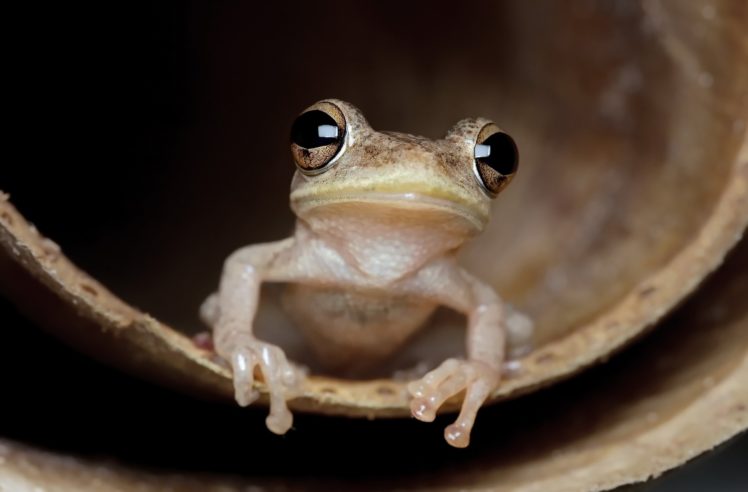 frog, Animals HD Wallpaper Desktop Background