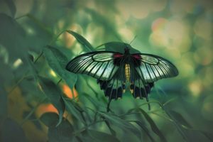 insect, Butterfly, Green, Landscape