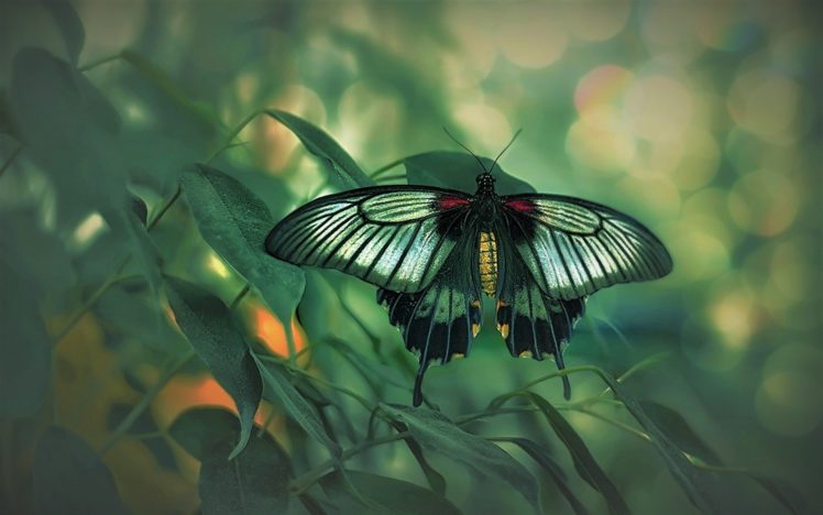 insect, Butterfly, Green, Landscape HD Wallpaper Desktop Background
