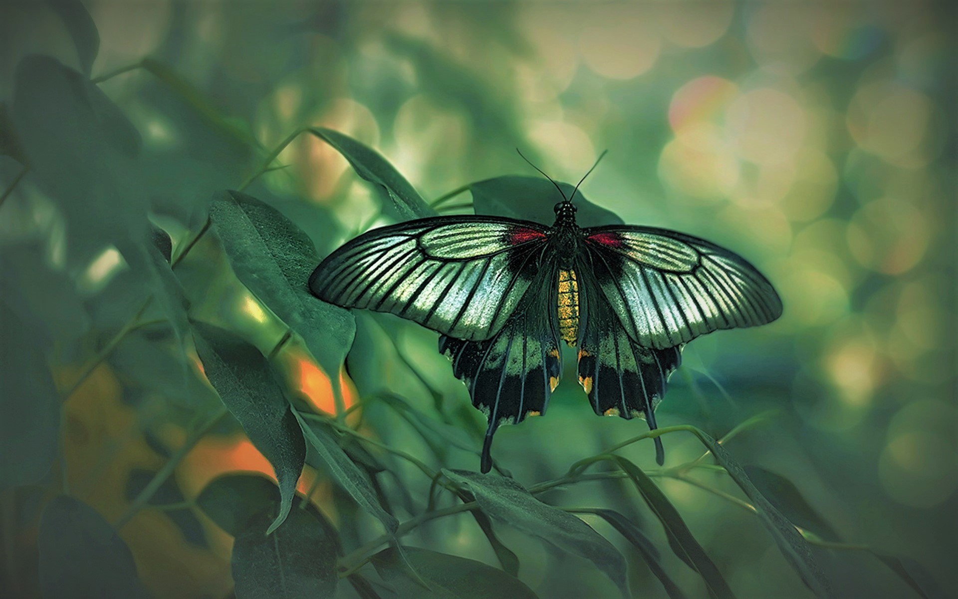 insect, Butterfly, Green, Landscape Wallpaper