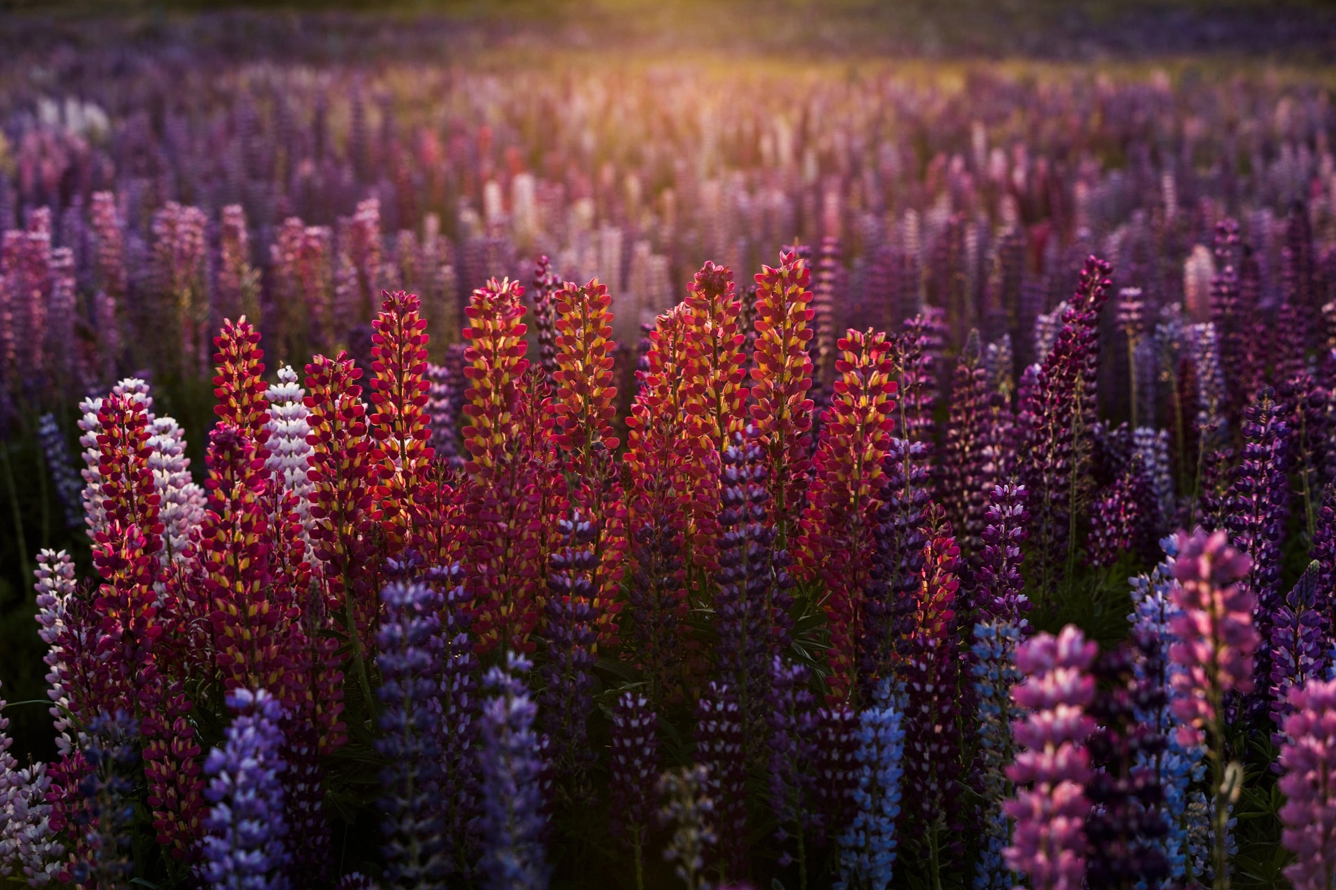 landscape, Red flowers, Blue flowers, Pink flowers, Lupines, Blurred, Nature Wallpaper