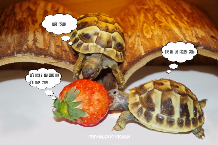 tortoises HD Wallpaper Desktop Background
