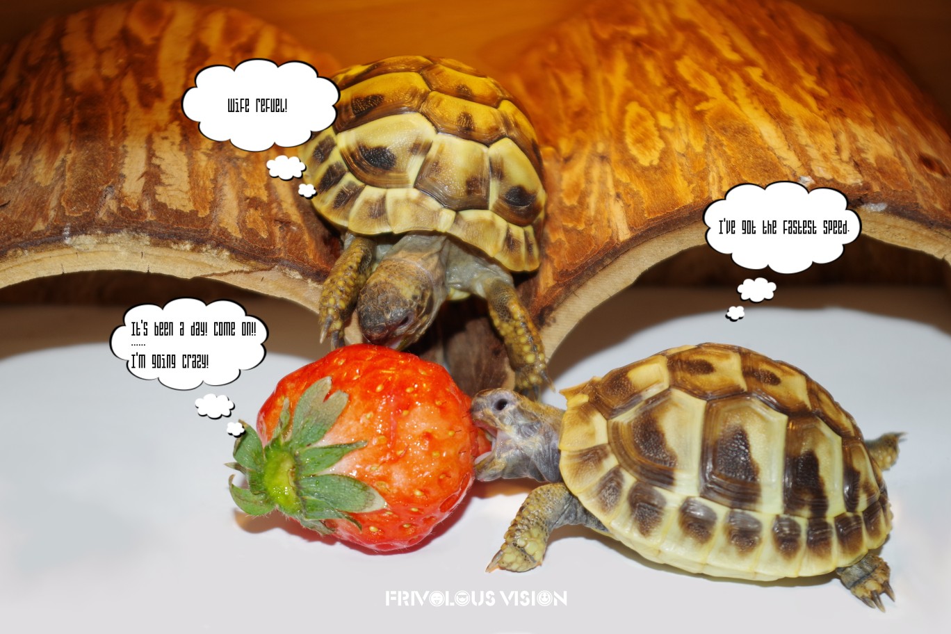 tortoises Wallpaper
