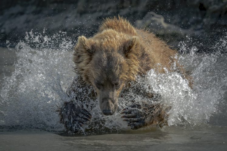 bears, Nature, Animals, Water, Water Splash, Water drops HD Wallpaper Desktop Background