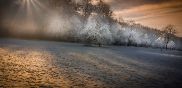 nature, Trees, Winter, Landscape HD Wallpaper Desktop Background