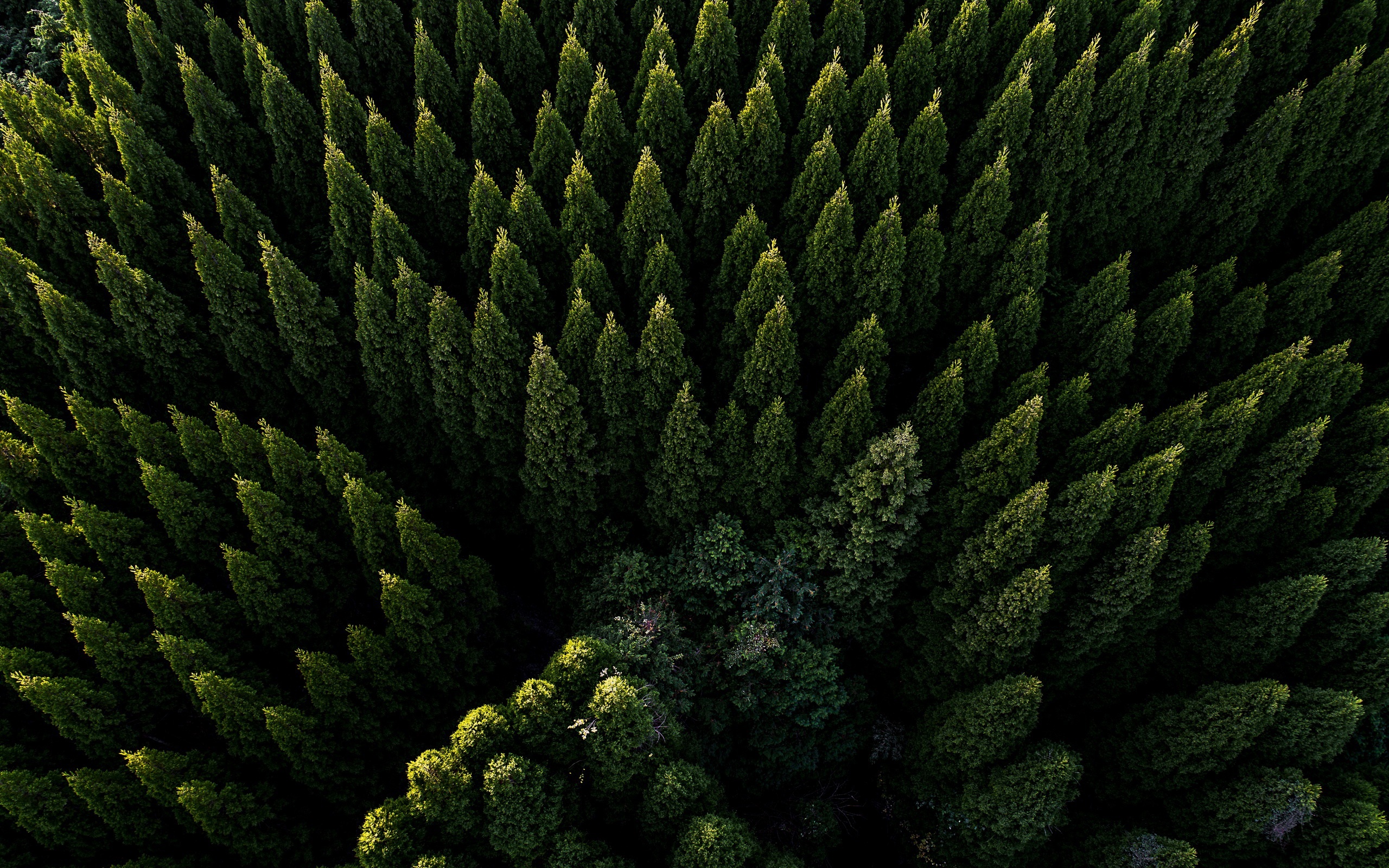 aerial view, Green, Nature, Trees, Forest Wallpaper