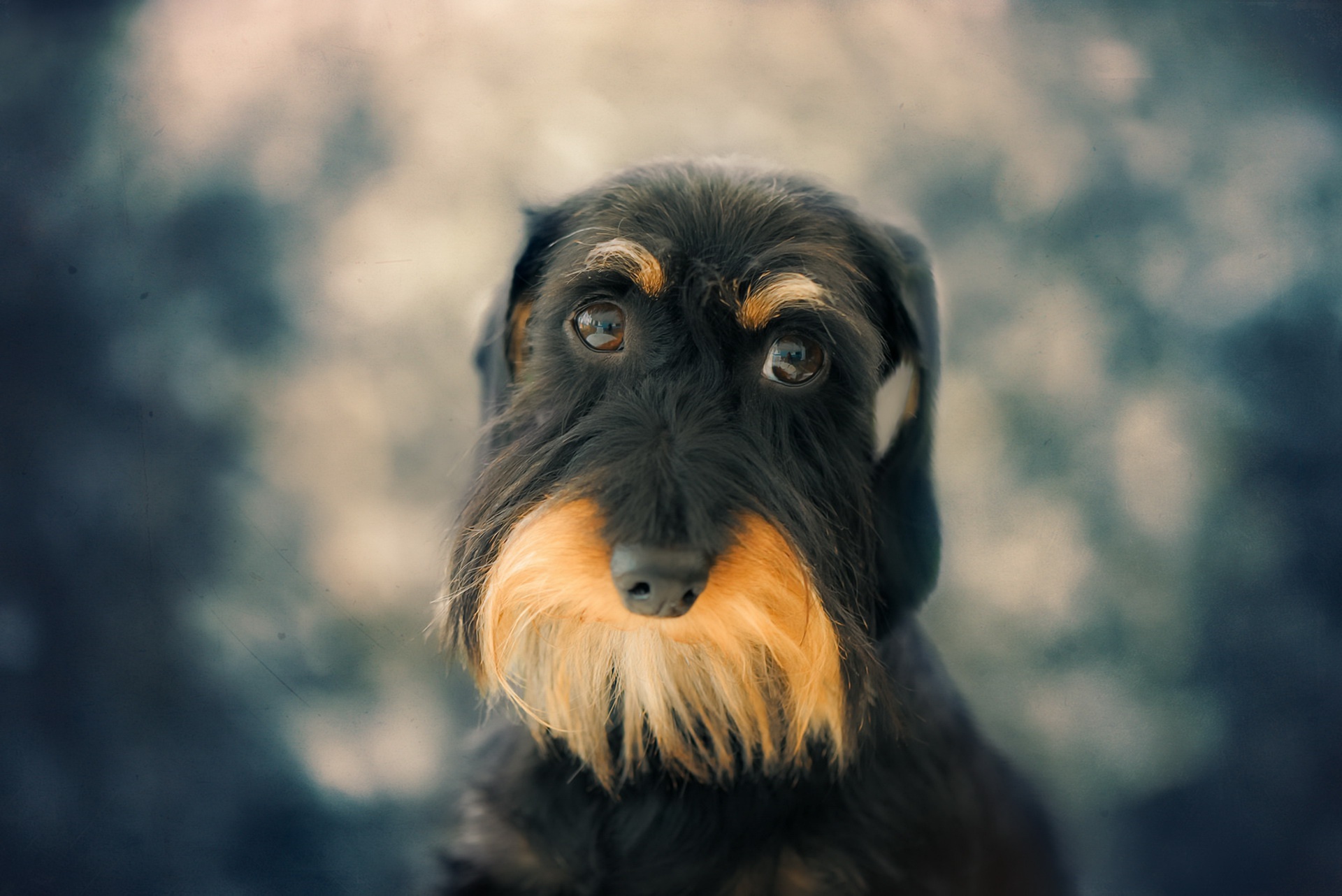 dog, Animals Wallpaper