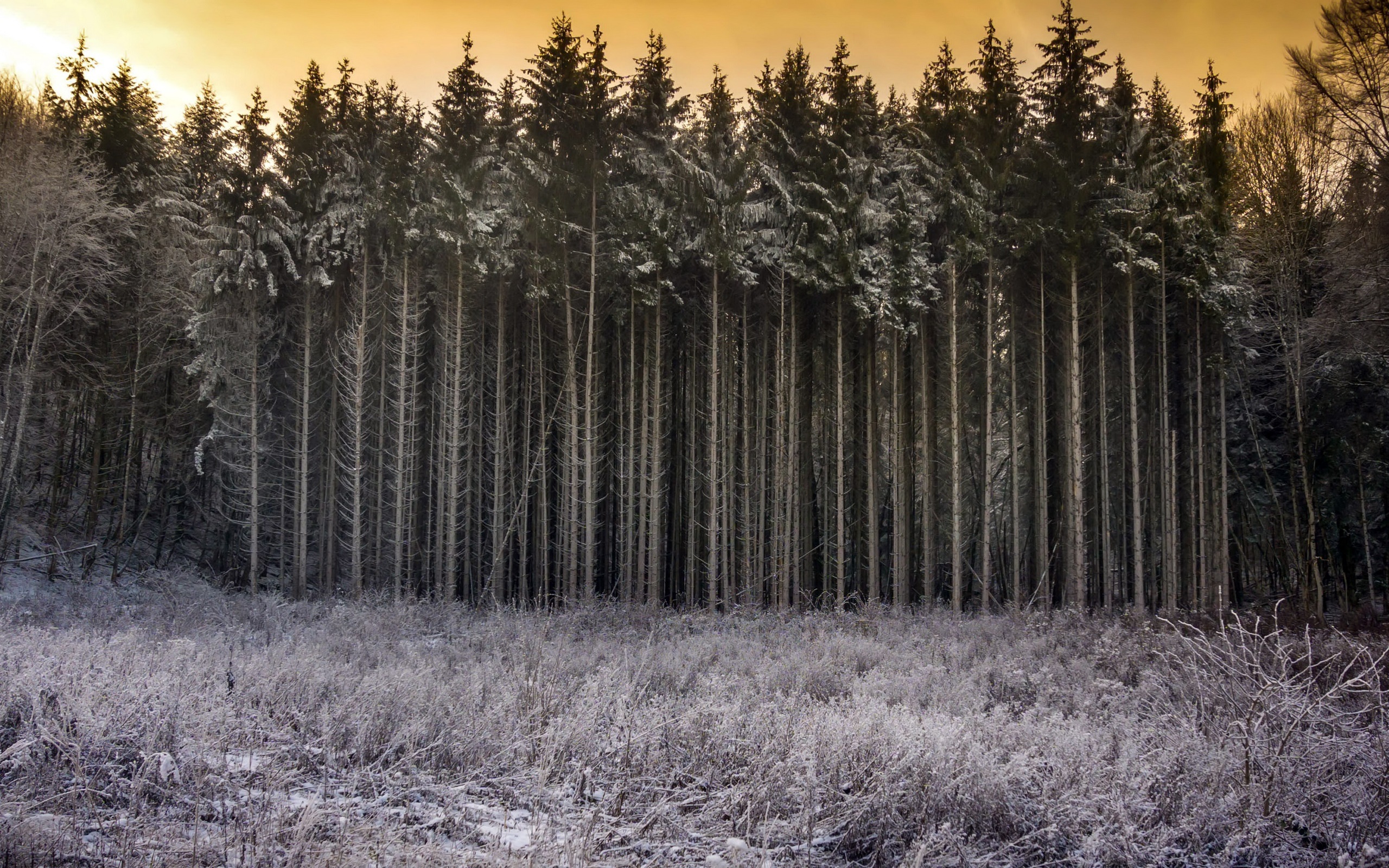 trees, Nature, Winter, Frost Wallpaper