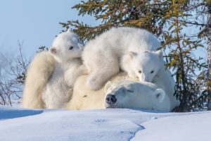 polar bears, Animals, Baby animals, Snow, Nature