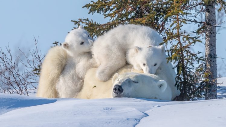 polar bears, Animals, Baby animals, Snow, Nature HD Wallpaper Desktop Background