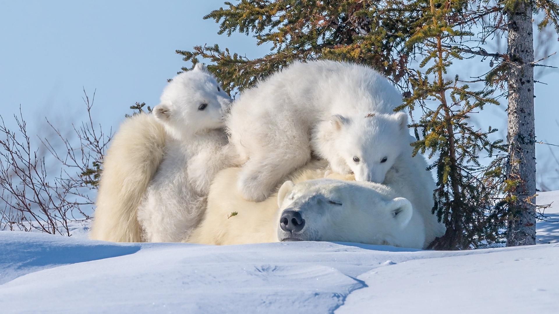 polar bears, Animals, Baby animals, Snow, Nature Wallpaper