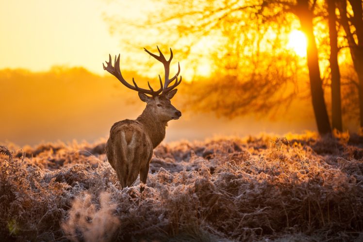 deer, Sunrise, Landscape, Winter, Frost, Antlers HD Wallpaper Desktop Background
