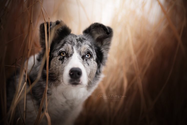 dog, Animals, Photography HD Wallpaper Desktop Background