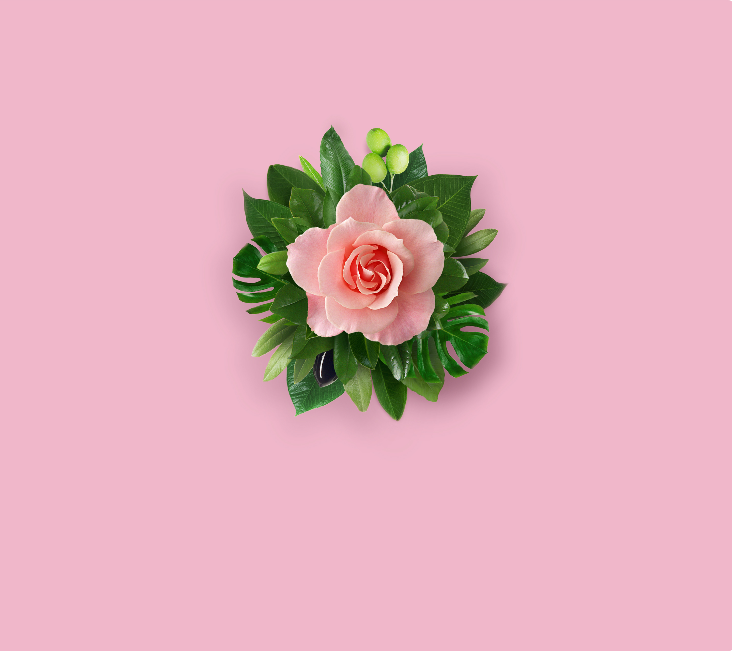 pink, Pink flower Wallpaper